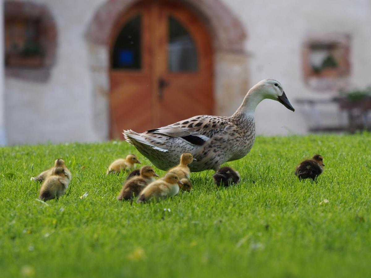 Tourist Farm Senkova Domacija Villa Zgornje Jezersko Eksteriør billede